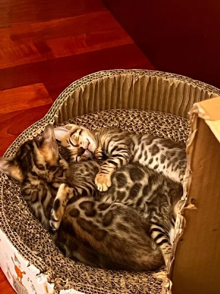 Gatti bengala 3 mesi | Foto 1