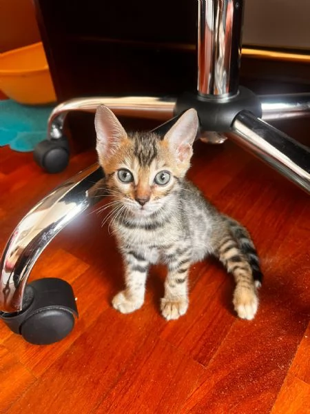 Gatti bengala 3 mesi | Foto 0
