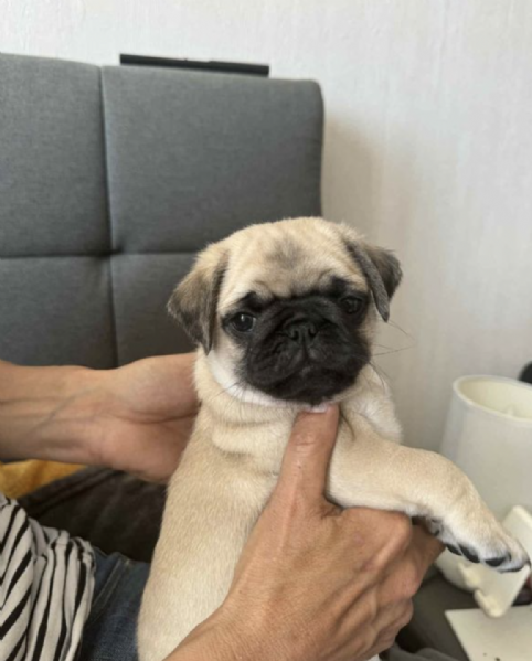   REGALO CARLINO  | Foto 0