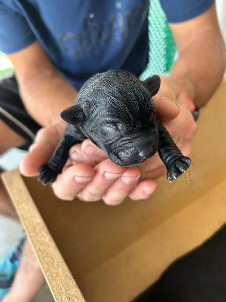 LABRADOR RETRIVER | Foto 1