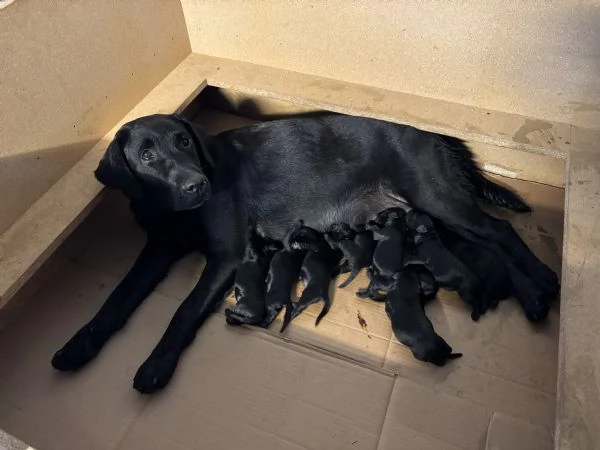 LABRADOR RETRIVER | Foto 0