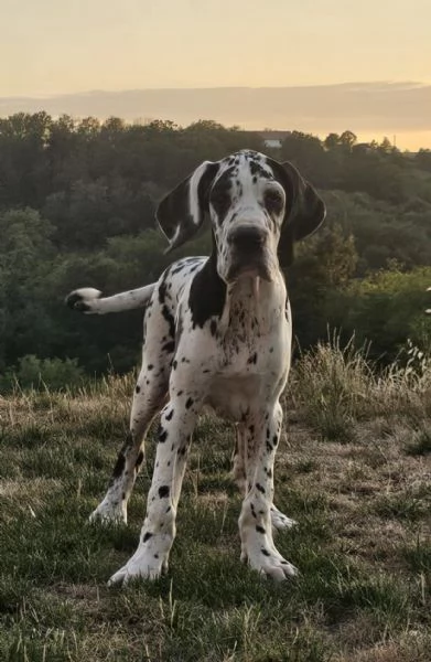 Alano Tedesco – Bellissimi cuccioli | Foto 6