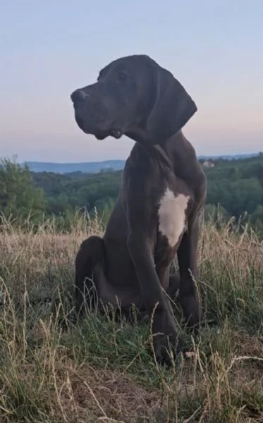 Alano Tedesco – Bellissimi cuccioli | Foto 5