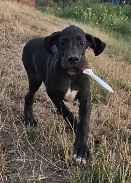 Alano Tedesco – Bellissimi cuccioli | Foto 4