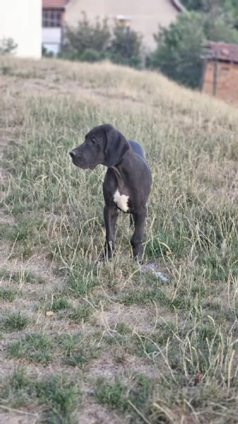 Alano Tedesco – Bellissimi cuccioli | Foto 3