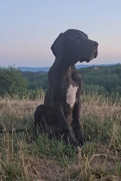Alano Tedesco – Bellissimi cuccioli | Foto 2