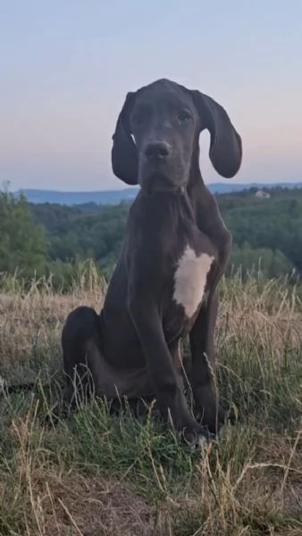 Alano Tedesco – Bellissimi cuccioli | Foto 1