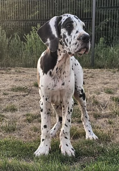 Alano Tedesco – Bellissimi cuccioli | Foto 0