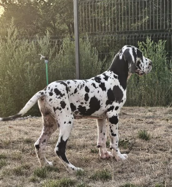 Alano Tedesco – Bellissimi cuccioli