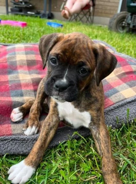 Boxer (cuccioli maschio e femmina)