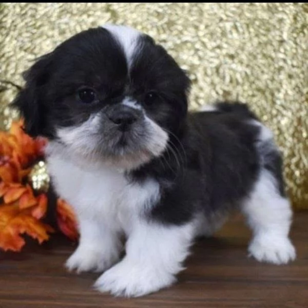 Shih Tzu Mini Toy (cuccioli maschio e femmina) | Foto 0