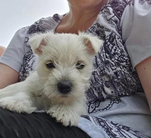 West Highland White Terrier (cuccioli maschio e femmina)