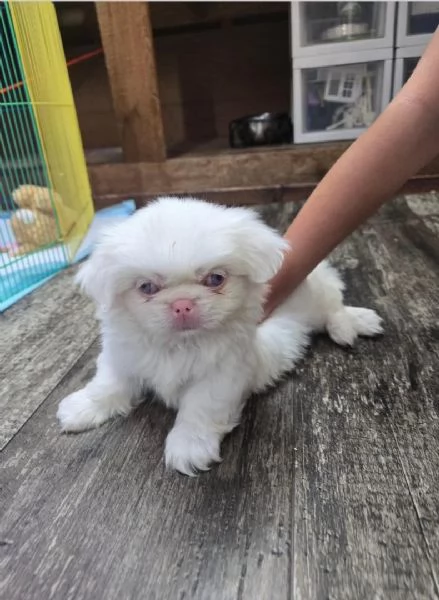 Pechinese (cuccioli maschio e femmina)