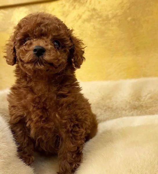 Barboncino Toy (cuccioli maschio e femmina)