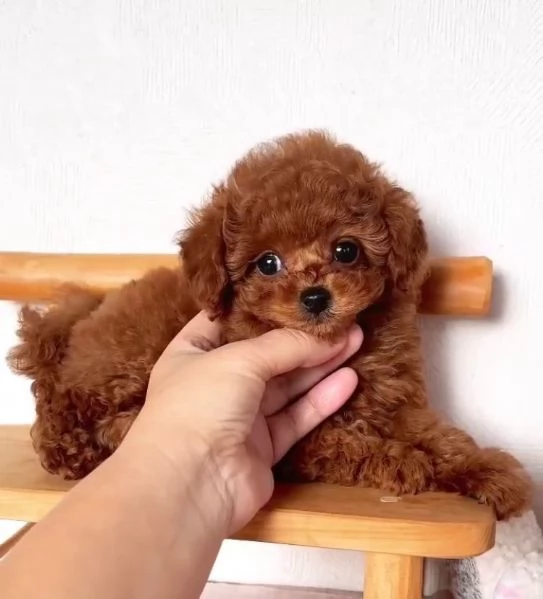 Barboncino Toy (cuccioli maschio e femmina)