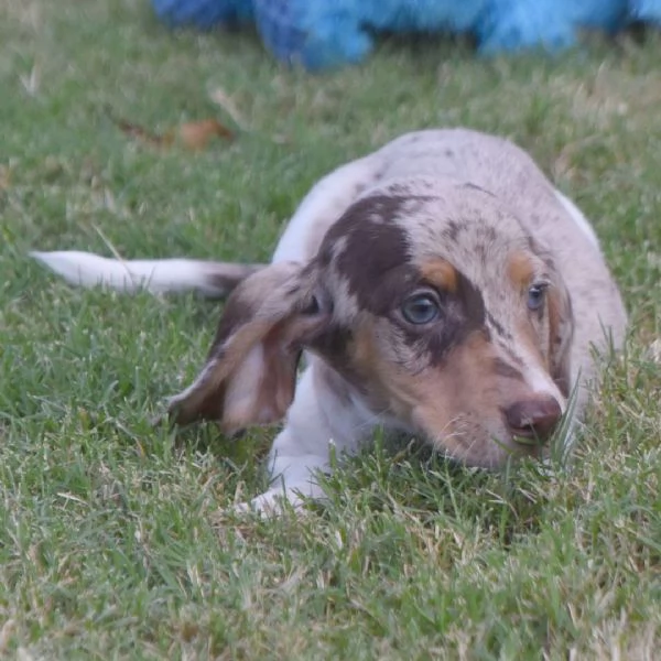 Bassotto Toy (cuccioli maschio e femmina)