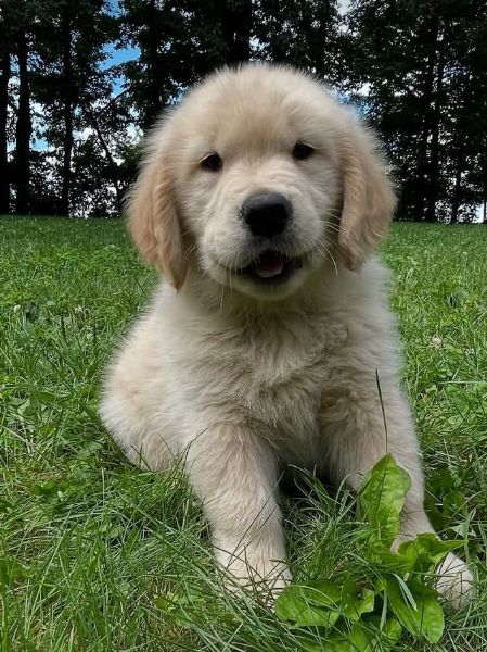 Golden Retriever (cuccioli maschio e femmina) | Foto 0