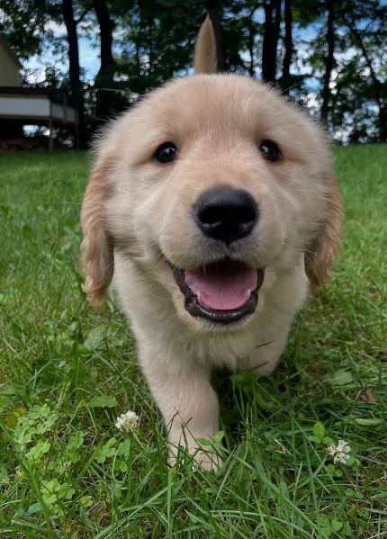 Golden Retriever (cuccioli maschio e femmina)