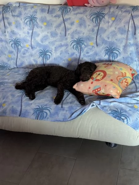 Barboncino  | Foto 2