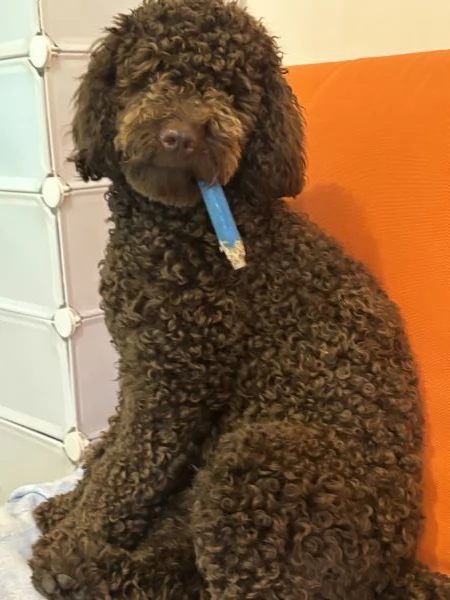 Barboncino  | Foto 1