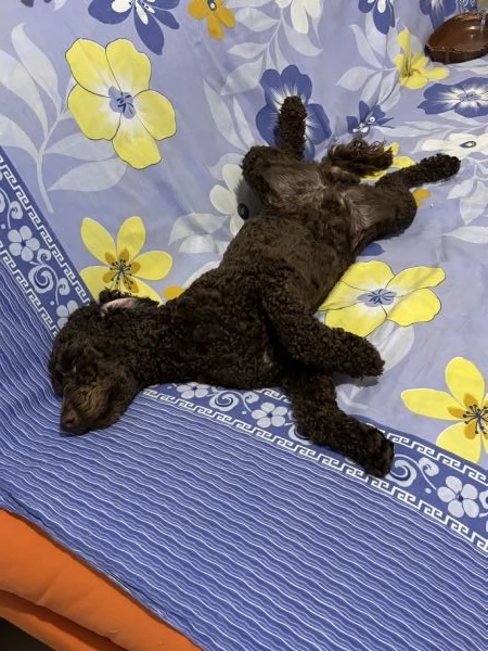 Barboncino  | Foto 0