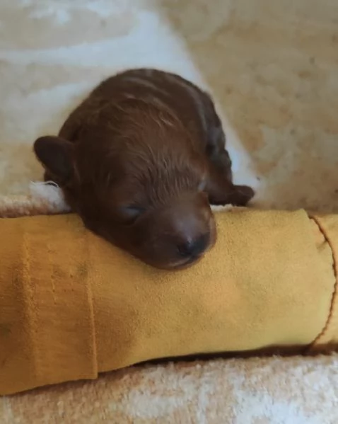 Barboncino Toy Red enci pedigree Enci  | Foto 4