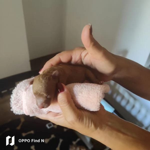 Barboncino Toy Red enci pedigree Enci  | Foto 3