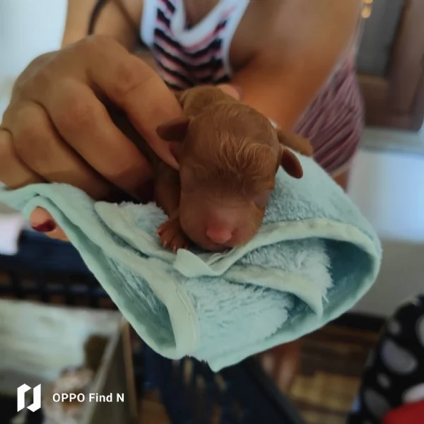 Barboncino Toy Red enci pedigree Enci  | Foto 2