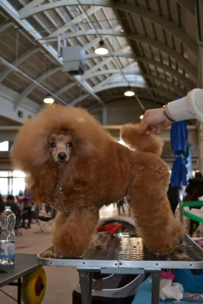 Barboncino Toy Red enci pedigree Enci  | Foto 1