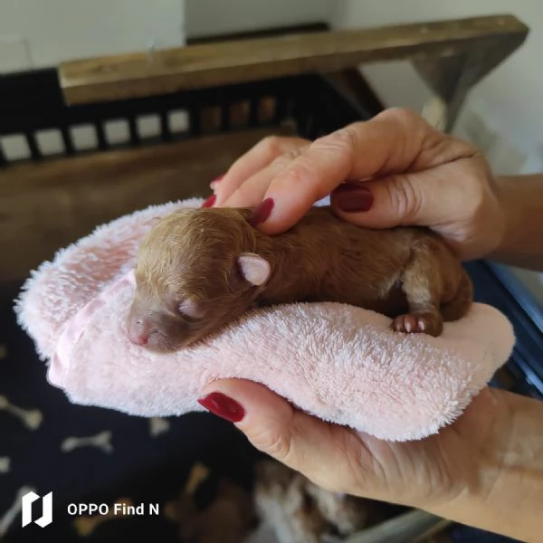 Barboncino Toy Red enci pedigree Enci 