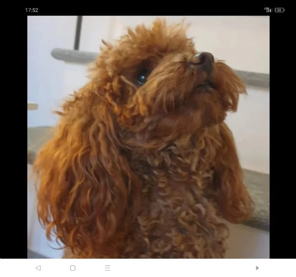 Barboncino Toy Red enci pedigree Enci  | Foto 0