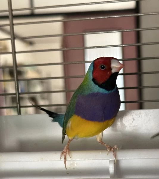 Diamanti di Gould | Foto 1