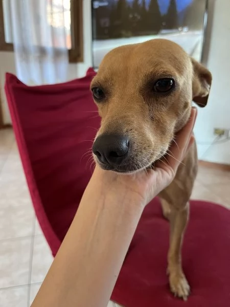 cane meticcio | Foto 1