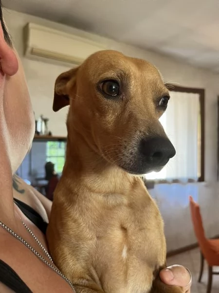 cane meticcio | Foto 0