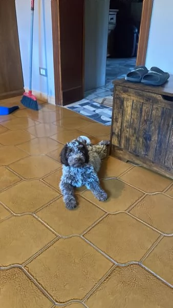 Cuccioli lagotto romagnolo con pedigree | Foto 1