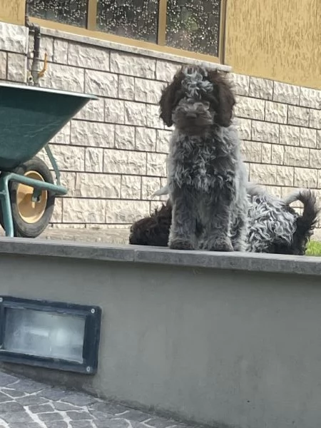 Cuccioli lagotto romagnolo con pedigree | Foto 0