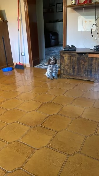 Cuccioli lagotto romagnolo con pedigree