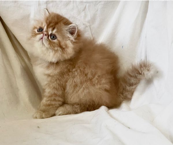 cuccioli di Persiano & Exotic Shortaire | Foto 3