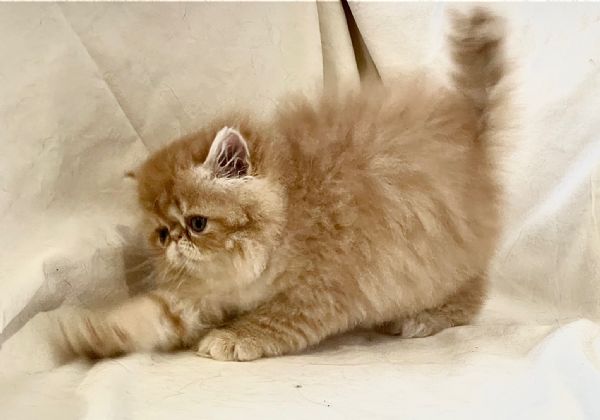 cuccioli di Persiano & Exotic Shortaire | Foto 2