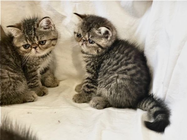 cuccioli di Persiano & Exotic Shortaire | Foto 1