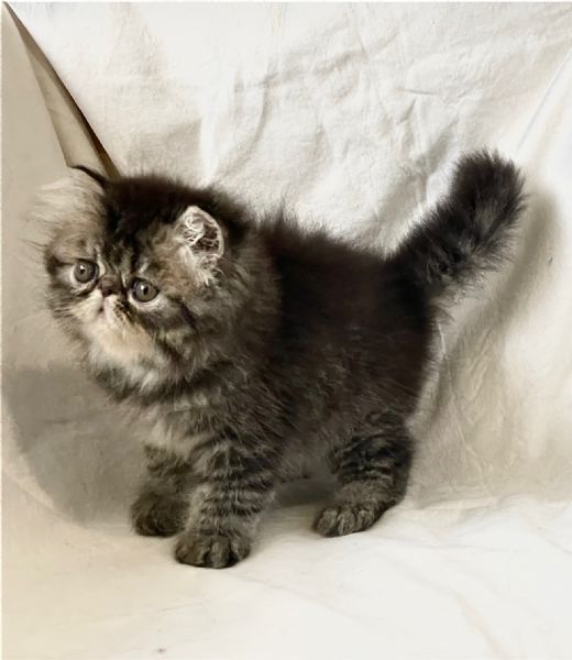 cuccioli di Persiano & Exotic Shortaire | Foto 0