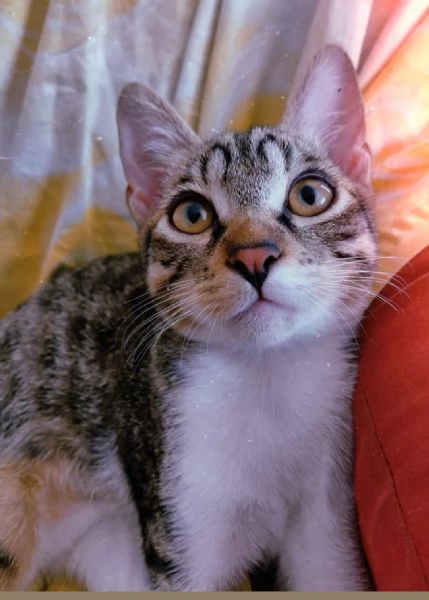 Regalo gattino  | Foto 0