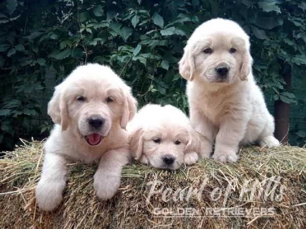 Golden Retriever – Bellissimi cuccioli | Foto 6