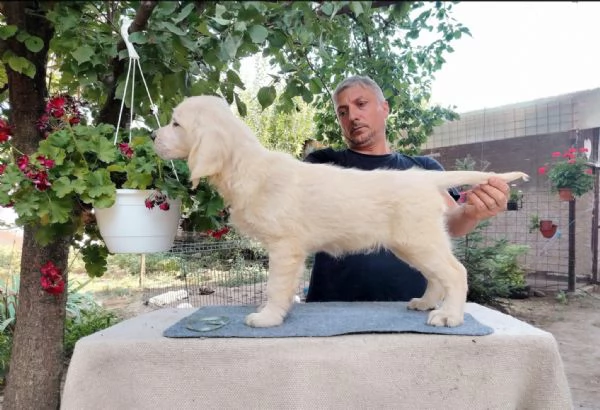 Golden Retriever – Bellissimi cuccioli | Foto 5