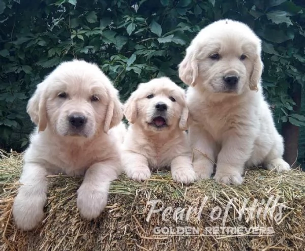 Golden Retriever – Bellissimi cuccioli