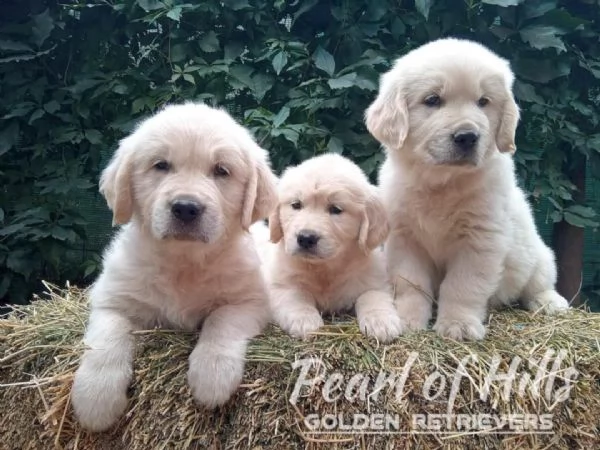 Golden Retriever – Bellissimi cuccioli | Foto 2