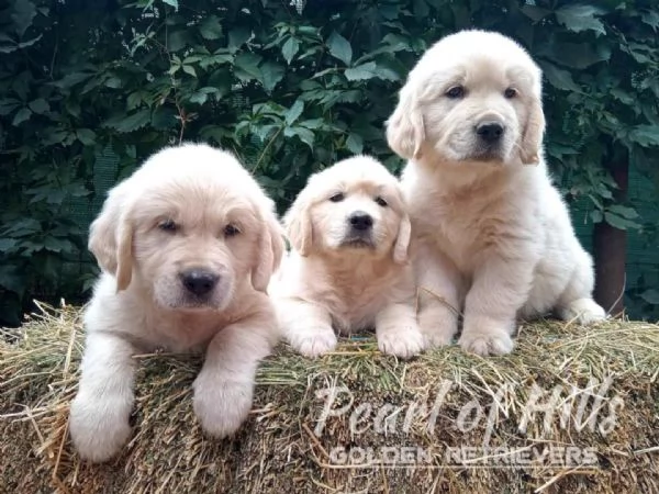 Golden Retriever – Bellissimi cuccioli | Foto 1