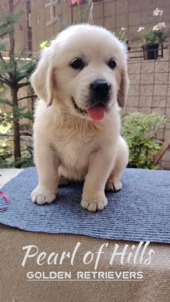 Golden Retriever – Bellissimi cuccioli | Foto 0