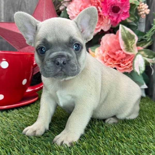 Cuccioli di  bouledogue francesi | Foto 0