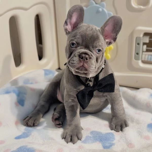 Cuccioli di  bouledogue francesi
